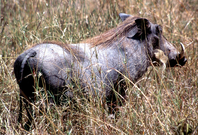 afrika1997_064