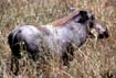 afrika1997_064